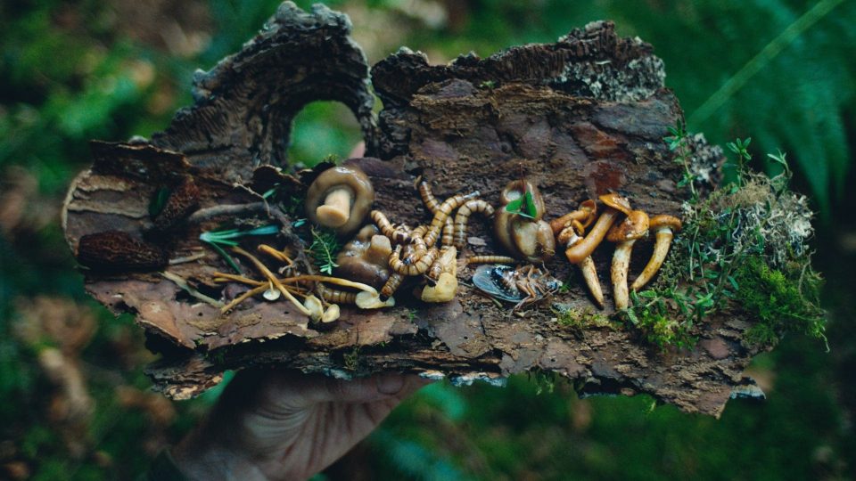 // Bushcraft